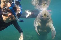 All Inclusive Private Manatee Swim