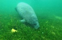 All Inclusive Private Manatee Swim