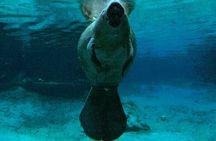 Small Group 6 Passenger Manatee Swim 