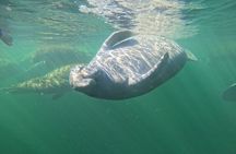 Small Group 6 Passenger Manatee Swim 