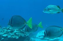 Snorkeling at Caño Island 