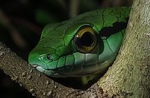 Jungle Night Tour 