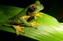 Jungle Night Tour 