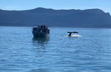 Mendenhall Glacier Waterfall and Whale Watching Tour
