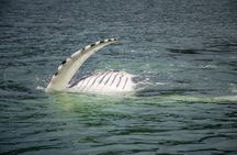 Mendenhall Glacier and Whale Watching Tour