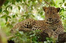 Yala National Park Safari |From Hambantota Port (Shore Excursion)
