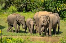 Udawalawe National Park Safari | From Hambantota Port