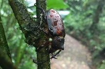 Monteverde Cloud Forest Tour