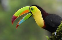 Private Birdwatching at Monteverde