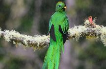 Private Birdwatching at Monteverde