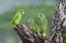 Private Birdwatching at Monteverde