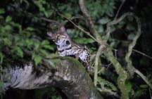 Monteverde Night Walk Tour