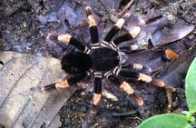 Monteverde Night Walk Tour