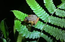 Monteverde Night Walk Tour
