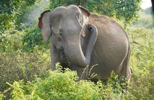 Private Udawalawe Safari Tour with Elephant Transit Home