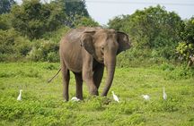 Private Udawalawe Safari Tour with Elephant Transit Home