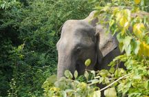 Private Udawalawe Safari Tour with Elephant Transit Home