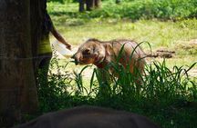 Udawalawe Safari and Galle Day Tour