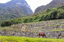 2 Days and 1 Night Machu Picchu Sunrise Tour by Train