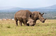 Full Day Private Tour Ol Pejeta Conservancy from Nairobi