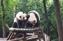 Chengdu Panda Breeding Base Ticket w/ Optional Transfer or Guide