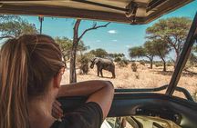 1-Day Shared Safari to Nyerere NP from Zanzibar