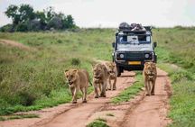 1-Day Shared Safari to Nyerere NP from Zanzibar