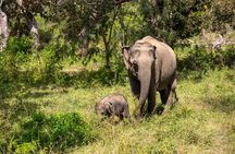 Yala Full Day Safari from Hambantota Port Shore Excursion