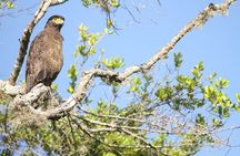 Yala Full Day Safari from Hambantota Port Shore Excursion