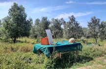 Olive experience Walk among the olive trees with tasting