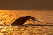 Campbell River, BC: 2 Hour Coastal Sunset Tour By Boat