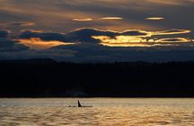 Campbell River, BC: 2 Hour Coastal Sunset Tour By Boat