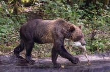 Campbell River, BC: Full Day Grizzly Bear Tour in Toba Inlet