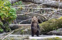 Campbell River, BC: Full Day Grizzly Bear Tour in Toba Inlet