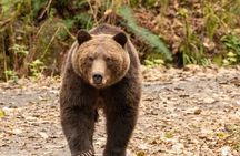 Campbell River, BC: Full Day Grizzly Bear Tour in Toba Inlet