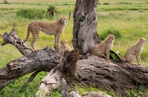 2 Day Flyin Shared Safari to Nyerere NP from Zanzibar