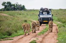 2 Day Flyin Shared Safari to Nyerere NP from Zanzibar