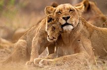 2 Day Flyin Shared Safari to Nyerere NP from Zanzibar