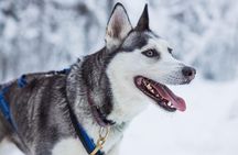 Husky Farm Visit in Rovaniemi