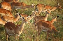 Nairobi National Park Early Morning or Afternoon Game Drive