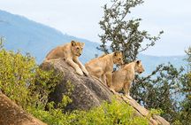 Nairobi National Park Early Morning or Afternoon Game Drive
