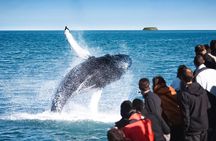 Traditional Oak Ship Whale Watching Tour From Husavik