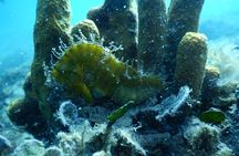 Pula PRIVATE Discover Scuba Diving