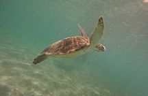 Snorkel with Turtle in San Juan/GoPro4K Photos & Videos Included