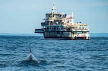 Tadoussac/Charlevoix: Whale & Bear Wildlife Tour
