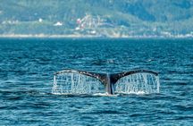 Tadoussac/Charlevoix: Whale & Bear Wildlife Tour