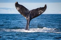 Tadoussac/Charlevoix: Whale & Bear Wildlife Tour