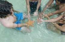 Adventure Stingray City, Snorkeling the Reef and Star Fish Point
