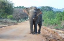 Yala National Park High-Luxury PRIVATE Tours with Entry Tickets
