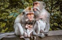 Discover Ubud: Exotism Ubud and Optional Meet the Bali Shaman 